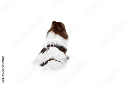 Back view. White-brown Pomeranian spitz dog sitting isolated over white studio background. Concept of beauty, animal health, vet, action and motion © Lustre