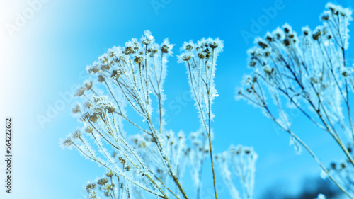 Crystal snow-flowers © Fanfo
