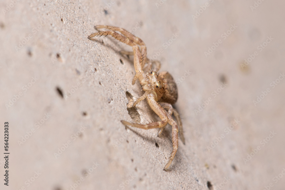 Xysticus sp. spider posed on a concrete wall waiting for preys Xysticus sp. spider posed on a concrete wall waiting for preys