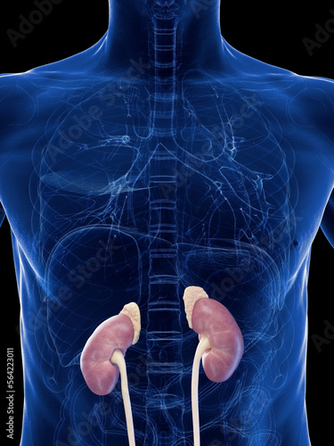 Foto 3D Rendered Medical Illustration of a man's adrenal glands and kidneys