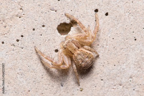 Xysticus sp. spider posed on a concrete wall waiting for preys photo