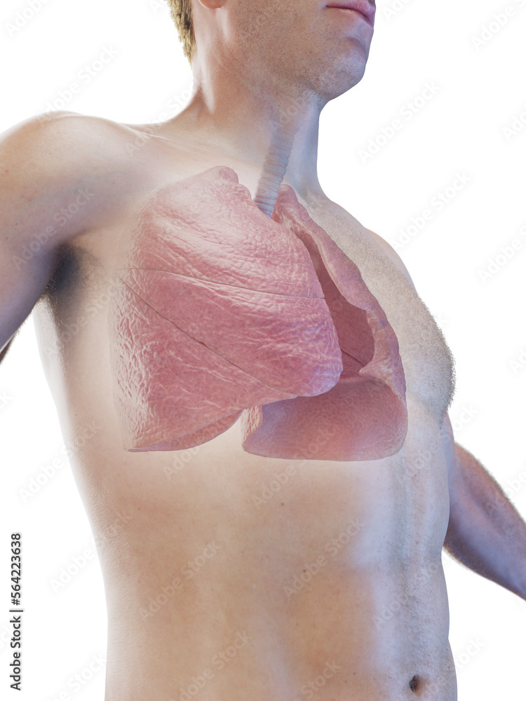 Fototapeta premium 3D Rendered Medical Illustration of a man's lungs