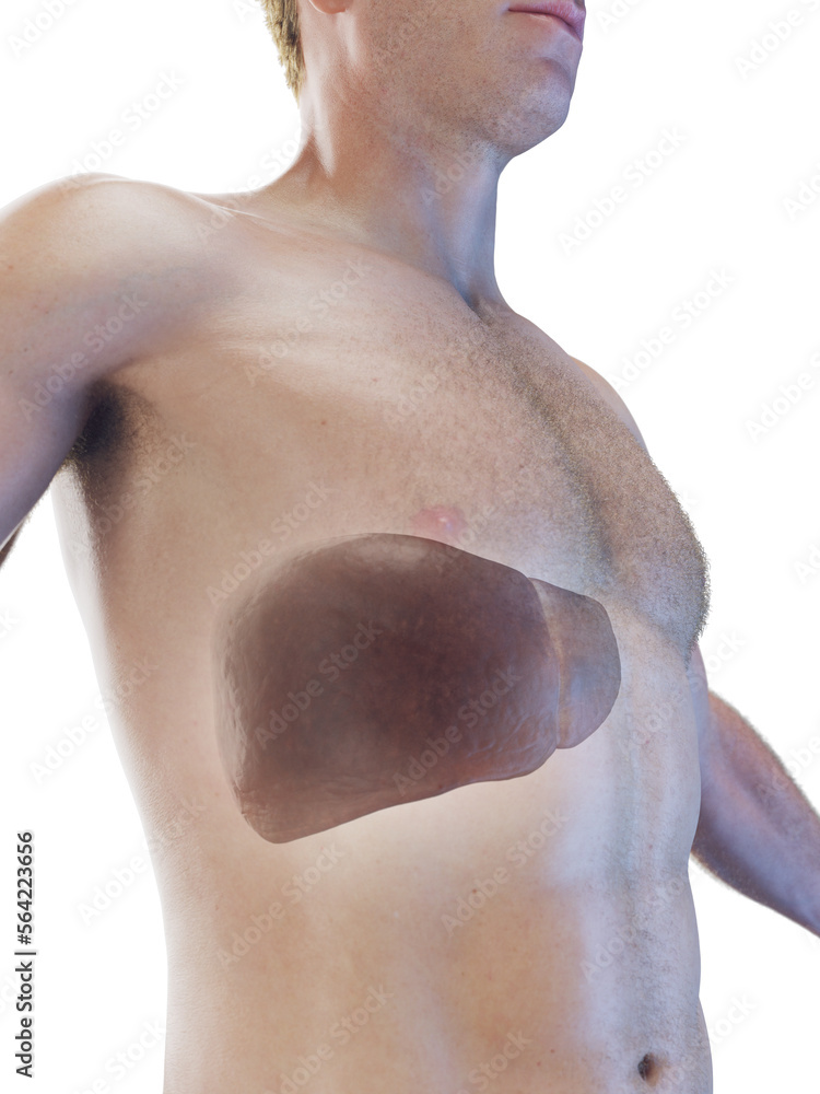 Naklejka premium 3D Rendered Medical Illustration of a man's liver
