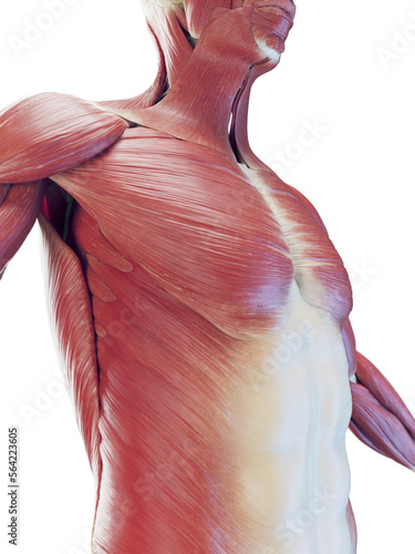 3D Rendered Medical Illustration of a man's muscular system