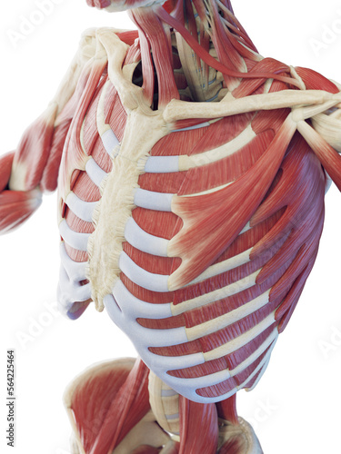 3D Rendered Medical Illustration of a man's muscular system photo
