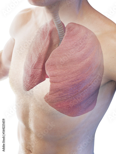 3D Rendered Medical Illustration of a man's lungs