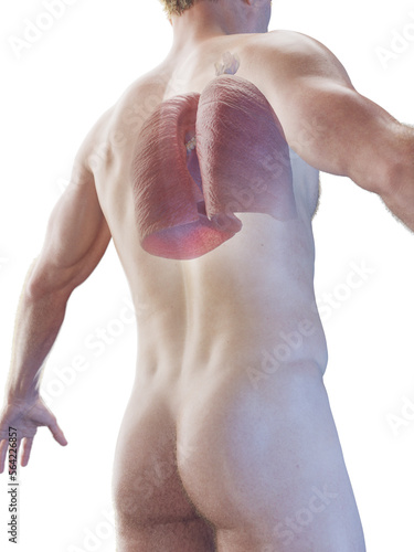 3D Rendered Medical Illustration of a man's lungs