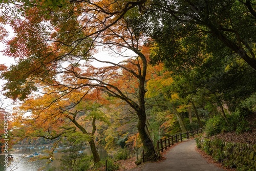 京都嵐山 紅葉