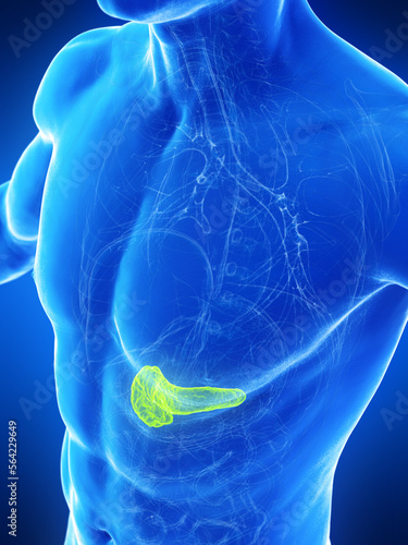 3D Rendered Medical Illustration of a man's pancreas photo