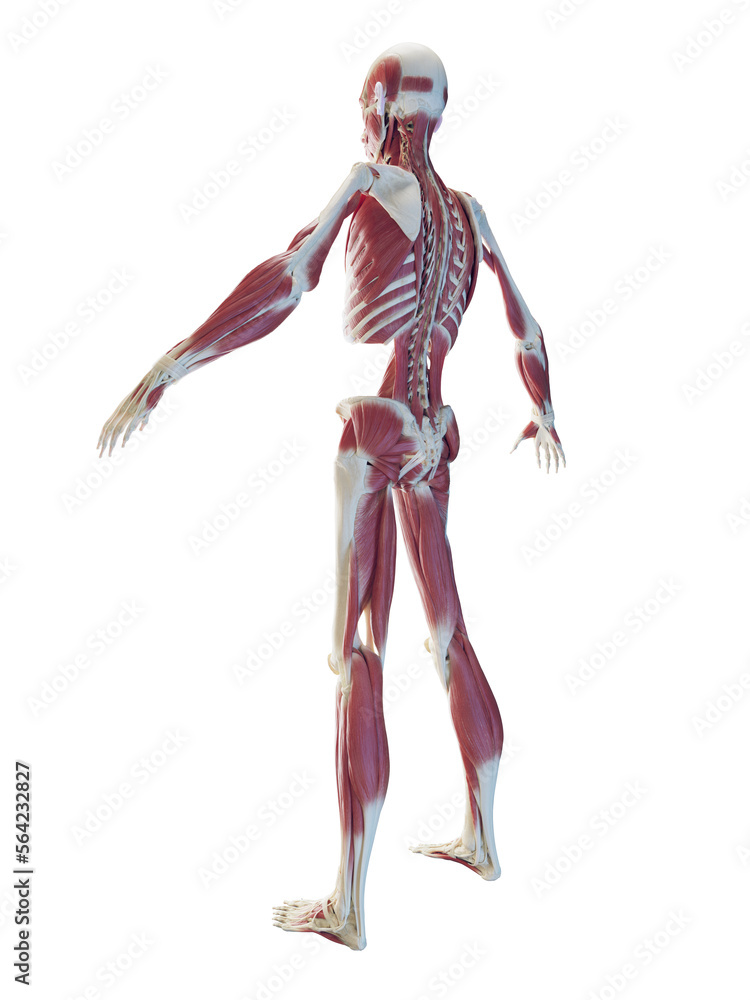 3D Rendered Medical Illustration of a man's muscular system 3D Rendered Medical Illustration of a man's muscular system