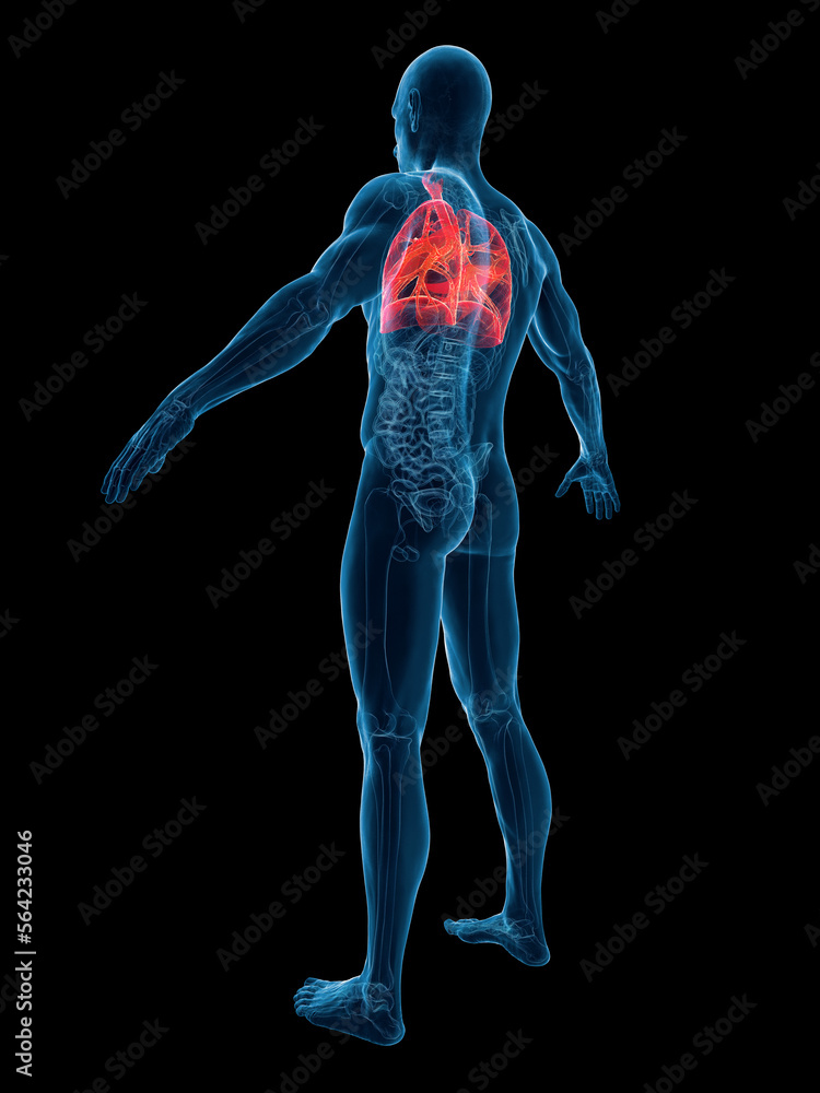 3D Rendered Medical Illustration of a man's lungs 3D Rendered Medical Illustration of a man's lungs