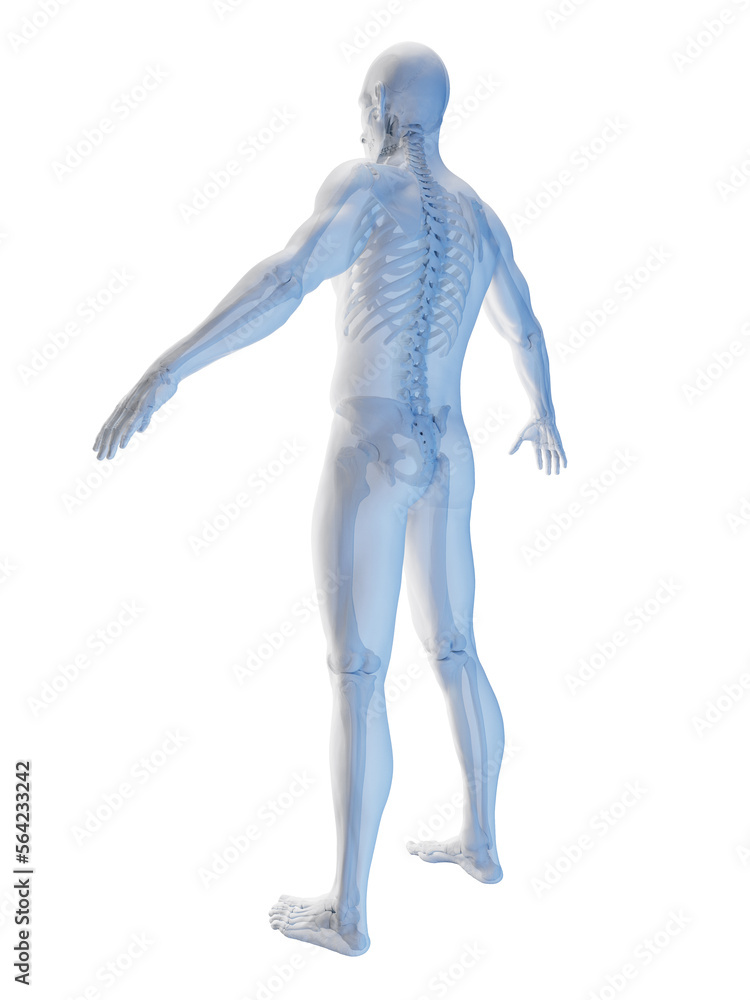 3D Rendered Medical Illustration of a man's skeletal system 3D Rendered Medical Illustration of a man's skeletal system