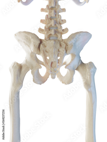 3D Rendered Medical Illustration of a man's pelvic bones