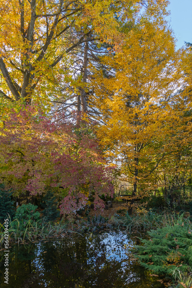 Magic garden pond. Hornbeam with golden leaves and viburnum with red leaves are reflected in water surface . Landscape garden. Atmosphere of relaxation, tranquility and happiness in autumn garden. Magic garden pond. Hornbeam with golden leaves and viburnum with red leaves are reflected in water surface . Landscape garden. Atmosphere of relaxation, tranquility and happiness in autumn garden.