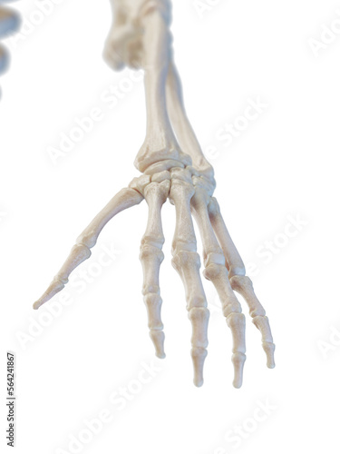 3D Rendered Medical Illustration of the bones of the hand