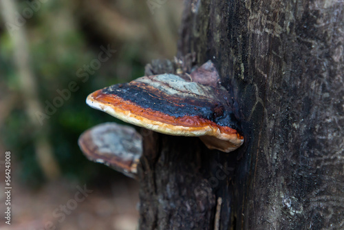 Colorful polypore growing on a beech tree