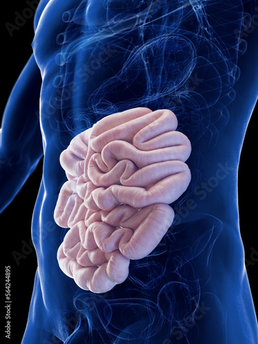 Wallpaper Mural 3D Rendered Medical Illustration of a man's small intestine Torontodigital.ca