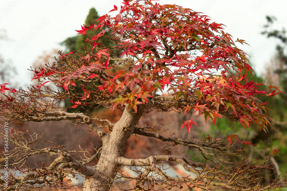 Naklejka premium Arboles en otoño con día nublado