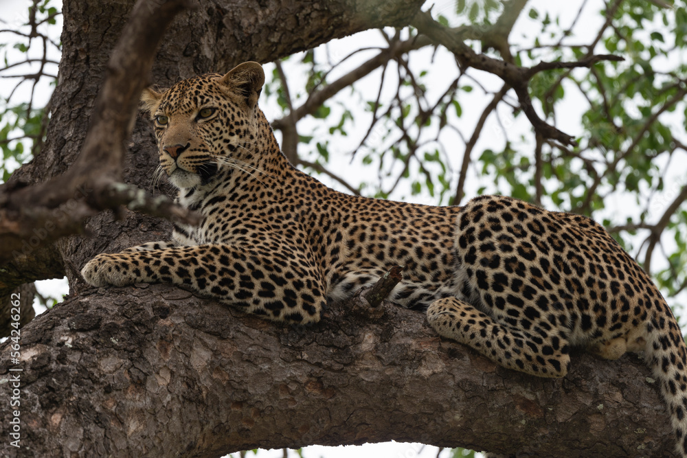 Léopard, Panthère, Panthera pardus, Afrique du Sud Léopard, Panthère, Panthera pardus, Afrique du Sud