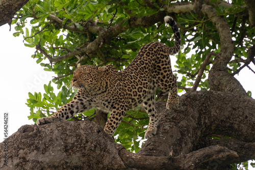 Léopard, Panthère, Panthera pardus, Afrique du Sud