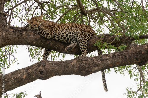 Léopard, Panthère, Panthera pardus, Afrique du Sud