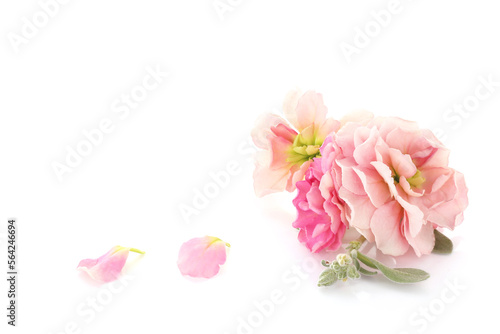 pink flower of mitthiola isolated on a white background