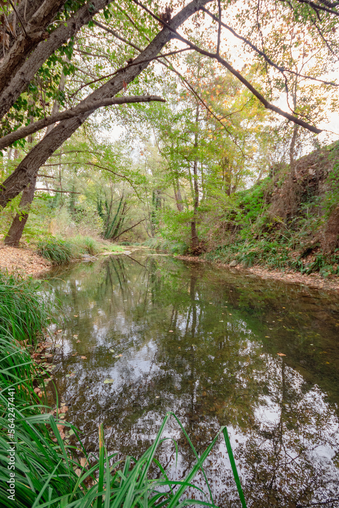 Verde río con el reflejo de los árboles que lo rodean en sus aguas con las hojas caídas de sus ramas sobre él bajo un cielo nublado. Verde río con el reflejo de los árboles que lo rodean en sus aguas con las hojas caídas de sus ramas sobre él bajo un cielo nublado.