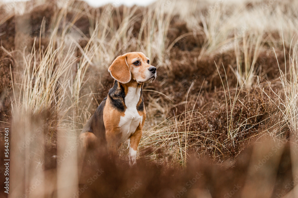 Hund, Beagle in der Heide, Meer