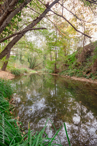 Verde río con el reflejo de los árboles que lo rodean en sus aguas con las hojas caídas de sus ramas sobre él bajo un cielo nublado. photo
