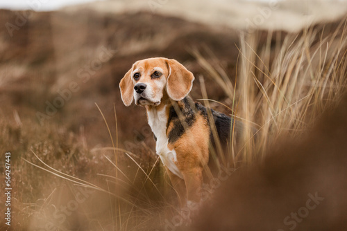 Hund, Beagle in der Heide, Meer