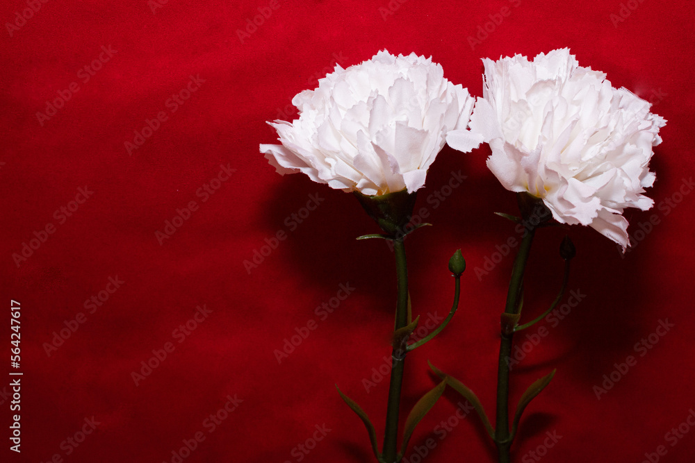 Pareja de claveles blanco sobre un fondo blanco con su reflejo en el ...
