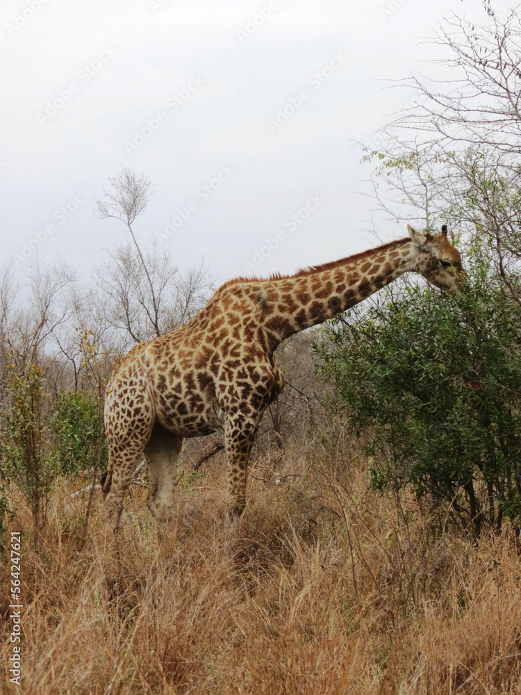 Fototapeta premium Jirafa.