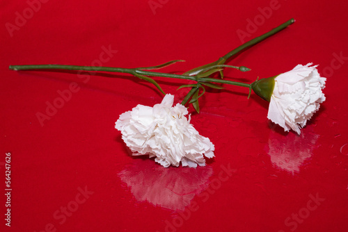 Pareja de claveles blanco sobre un fondo blanco con su reflejo en el suelo lleno de gotas de agua de la lluvia de primavera. photo