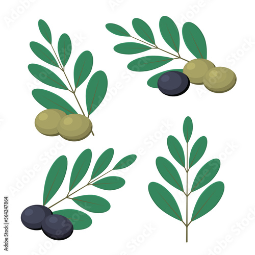 Vector illustration of olives and olive leaves.