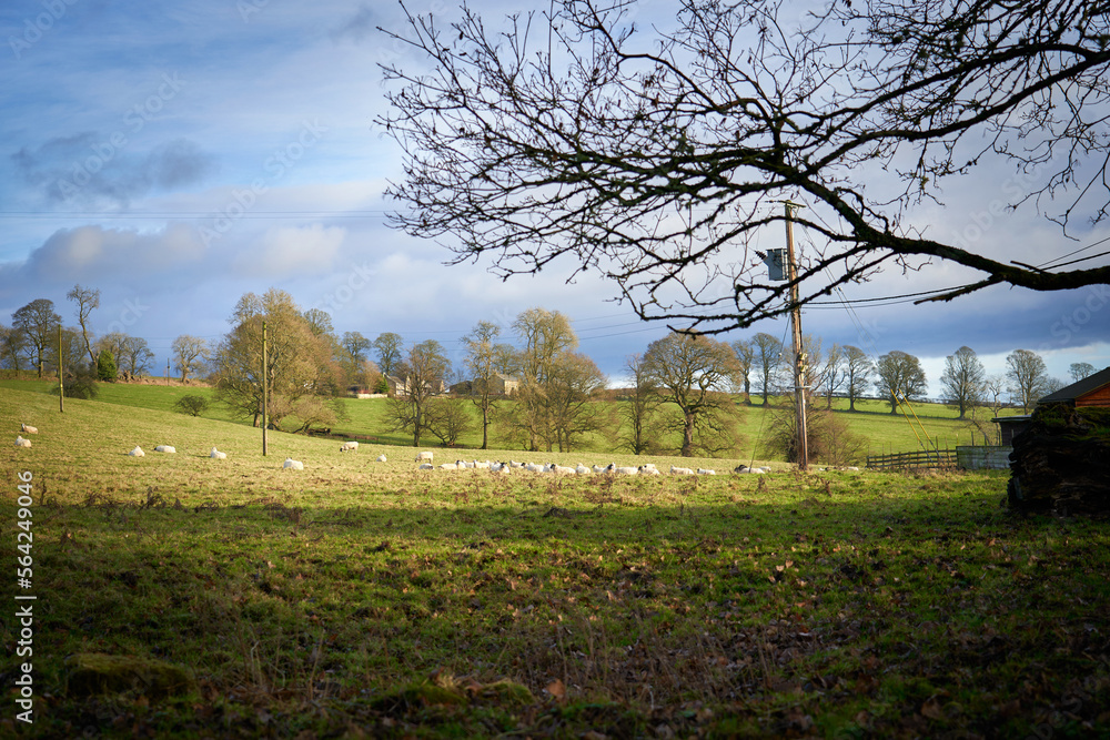 Obraz premium A flock of sheep, livestock, lying down in a field on a sunny day on a farm, North East Egland countryside, UK.