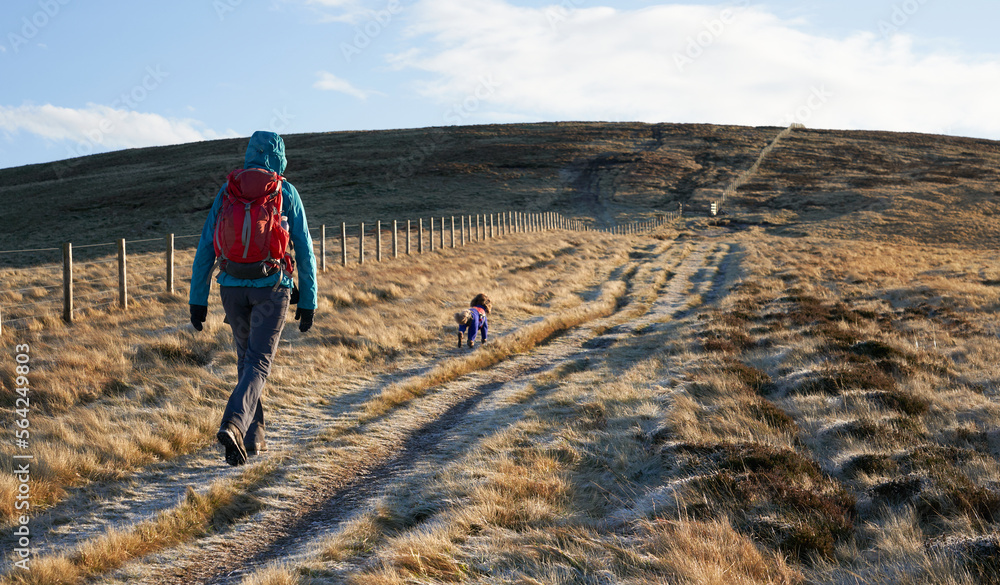 A hiker and their dog at Windy Rig below the summit of Windy Gyle on a sunny but frosty winters morning sunrise in the Northumberland Cheviot mountains, UK.