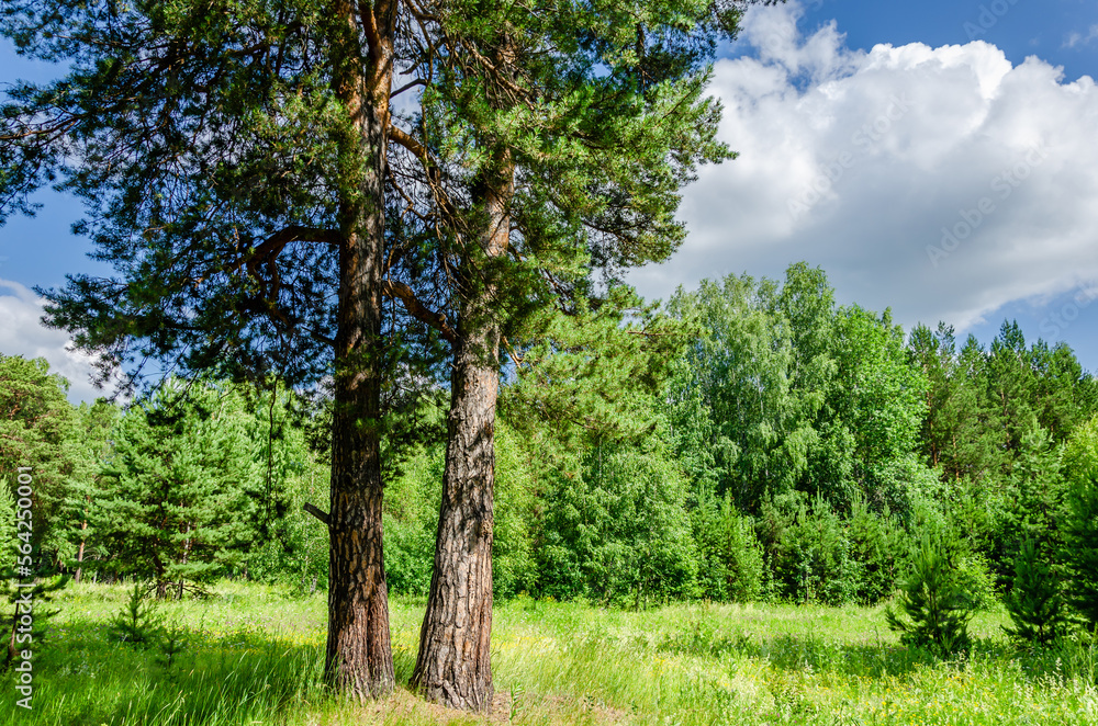 Trees in a green forest on a summer day.