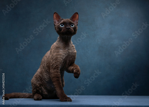 Fotografie cat breed devon rex play on a blue canvas background