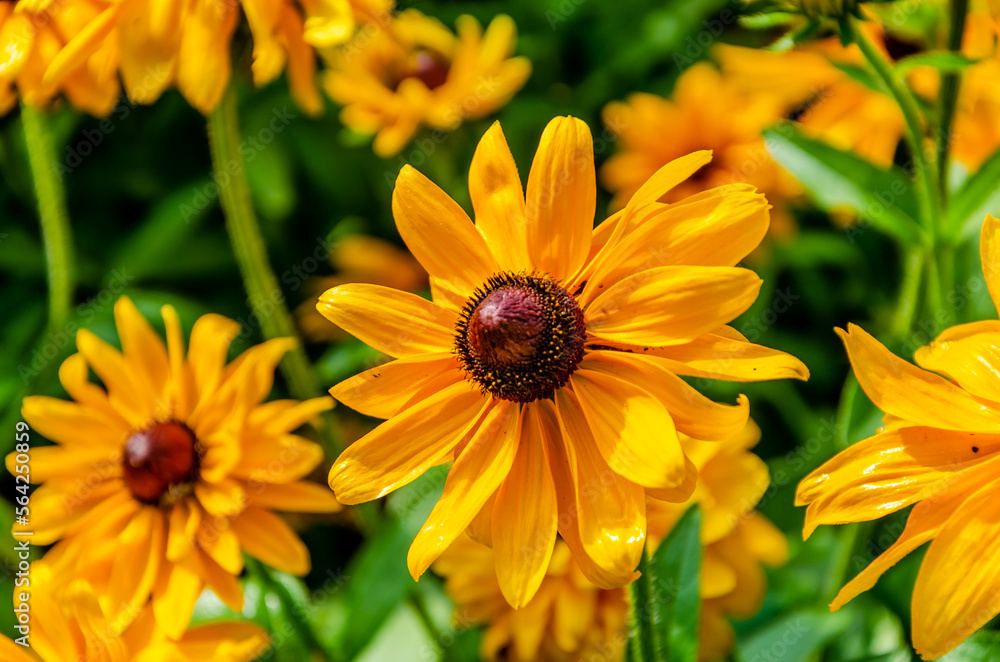 Rudbeckia flower in the garden on a summer day. Macro photo of Rudbeckia. Rudbeckia flower in the garden on a summer day. Macro photo of Rudbeckia.
