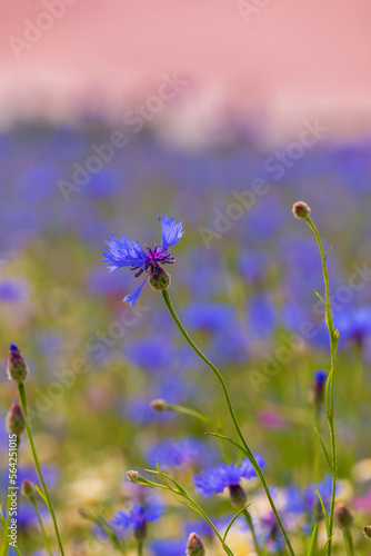 Field of wild blue flowers, chamomile and wild daisies in spring, in remote rural area
