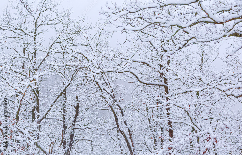 openwork tree branches covered with fresh snow openwork tree branches covered with fresh snow