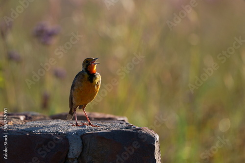 Orange throated Longclaw bird singing and calling its mate in the wild during a Safari game drive in a nature reserve in South Africa photo