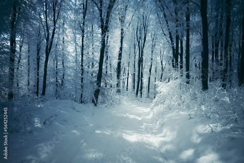 snow covered forest road on cold winter day