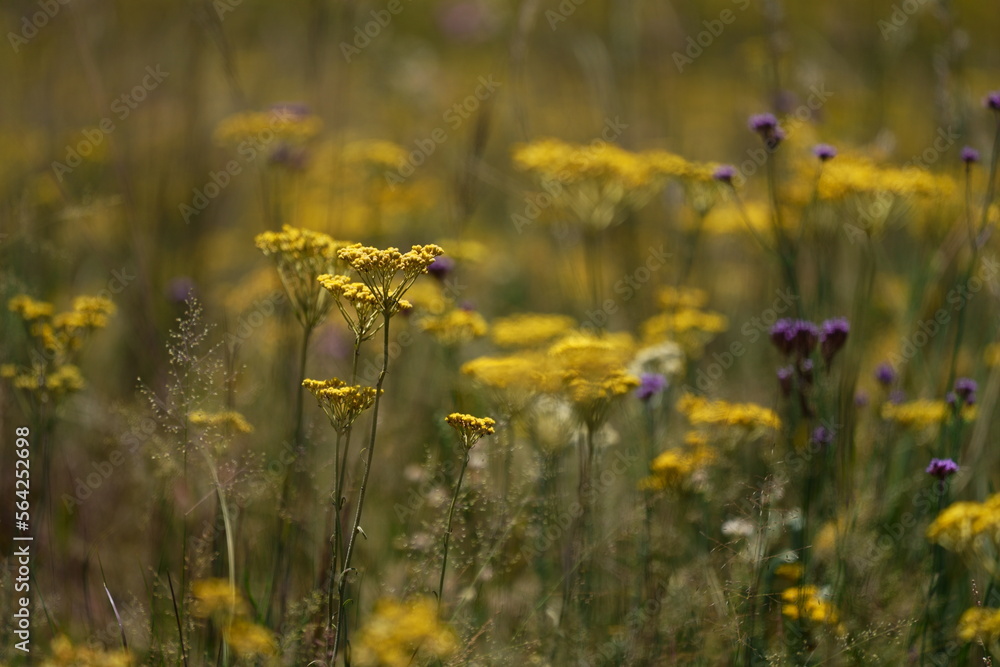 Obraz premium Stunning Field of yellow Flowers with a shallow depth of field taken at eye level, taken during the winter moths of South Africa