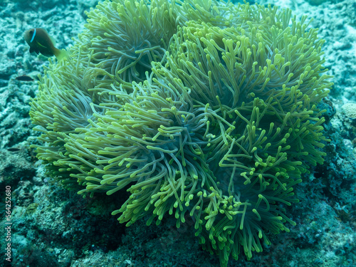 Clownfish in the sea anemone in the depths of the Indian ocean