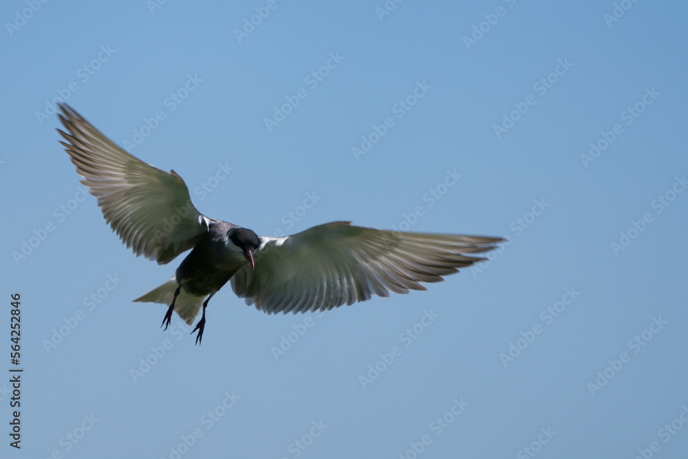 Obraz premium Wild birds in flight fighting for sitting place on a branch of a dead tree, shouting and screaming aggressively. Taken in a nature reserve of South Africa at a local water hole or a dam 