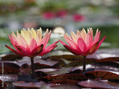綺麗に咲いている水生植物の花