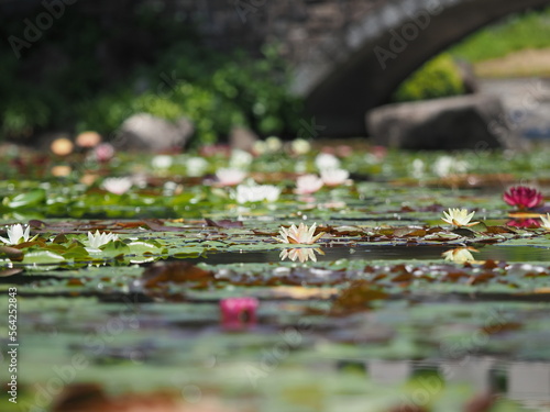 綺麗に咲いている水生植物の花