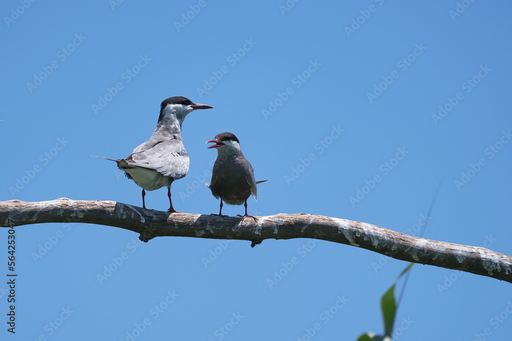 Wild birds in flight fighting for sitting place on a branch of a dead tree, shouting and screaming aggressively. Taken in a nature reserve of South Africa at a local water hole or a dam Wild birds in flight fighting for sitting place on a branch of a dead tree, shouting and screaming aggressively. Taken in a nature reserve of South Africa at a local water hole or a dam