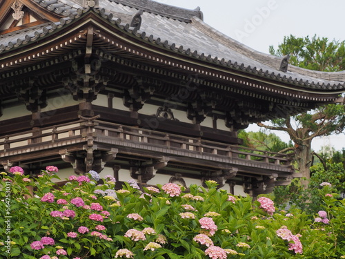 お寺の山門を彩るアジサイ